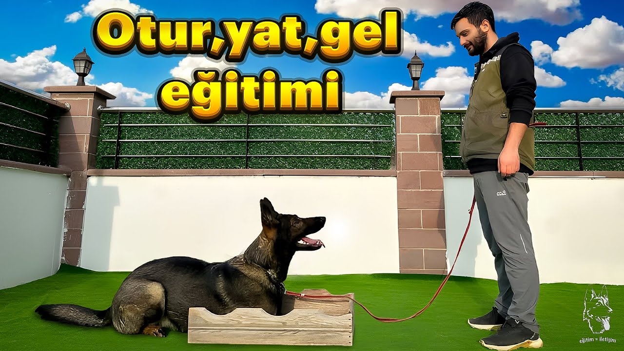 Otur,yat,gel eğitimi 🐕‍🦺