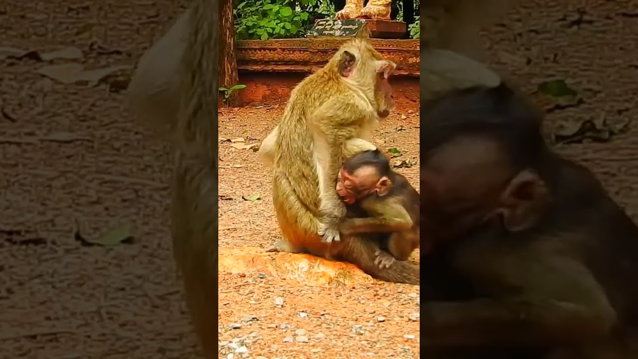 Blind mother tries to beat sad monkey   #animals #sixearedmacaque #bonnetmacaque