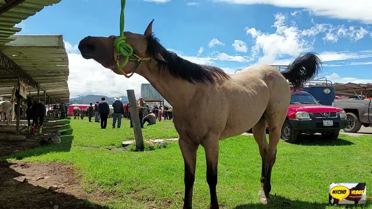 POTROS,POTRANCAS, CABALLOS DEL RECUERDO DEL RANCHO LAS TABLAS, AUN QUEDAN EJEMPLARES EN VENTA.