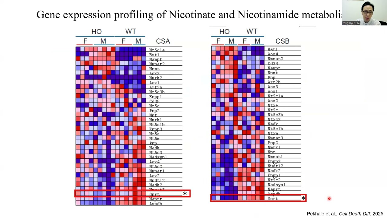 Cockayne syndrome mice reflect human kidney disease and are defective in de novo NAD biosynthesis