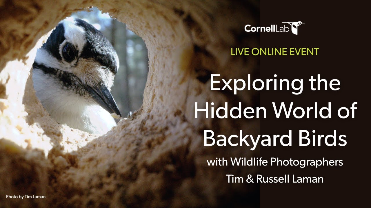 Exploring the Hidden World of Backyard Birds&nbsp;with Wildlife Photographers Tim & Russell Laman