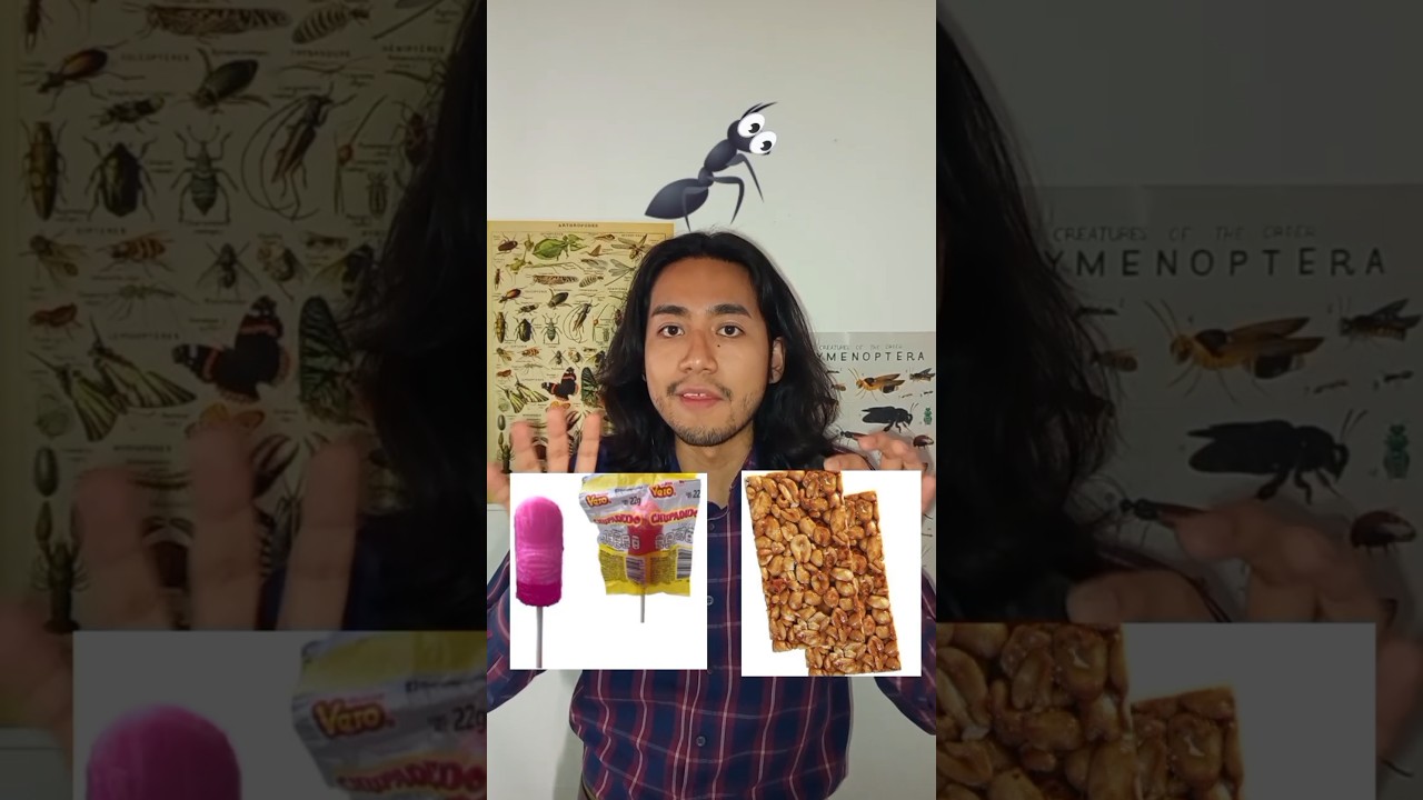 🐜🍬 Las HORMIGAS son INSECTOS muy INTELIGENTES 