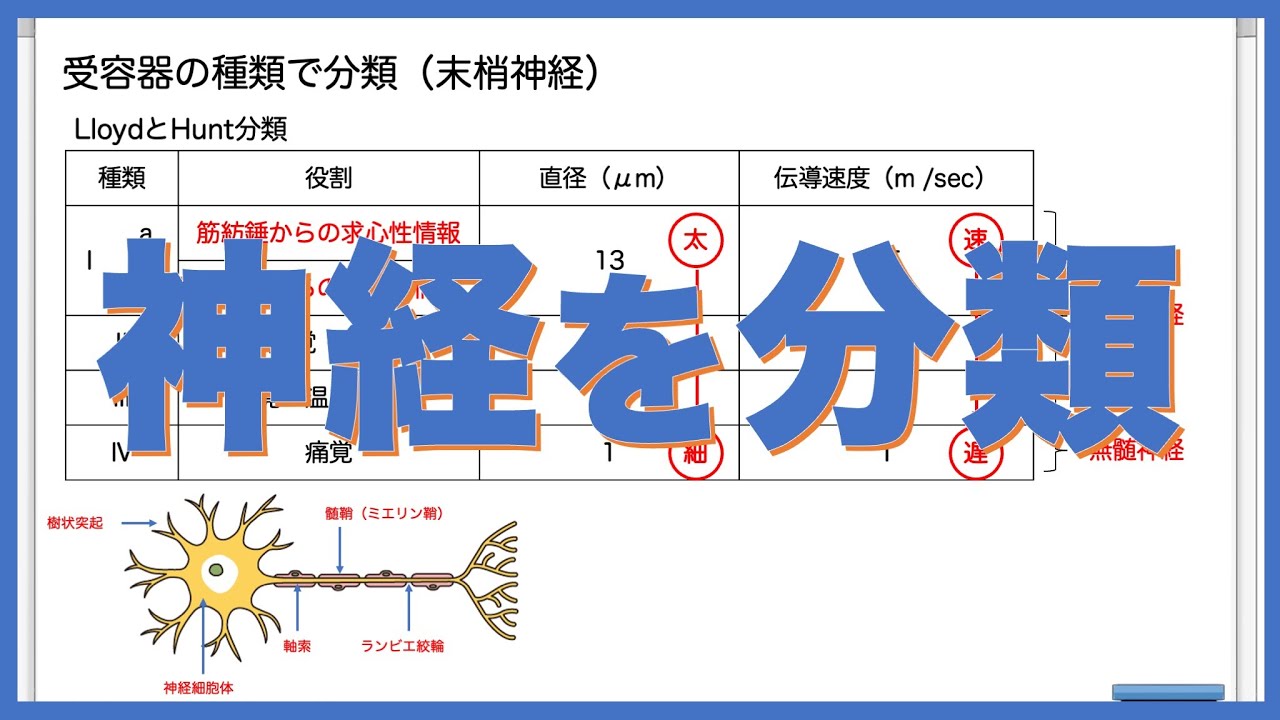 神経を理解する①｜神経をさまざまな方法で神経を分類する！