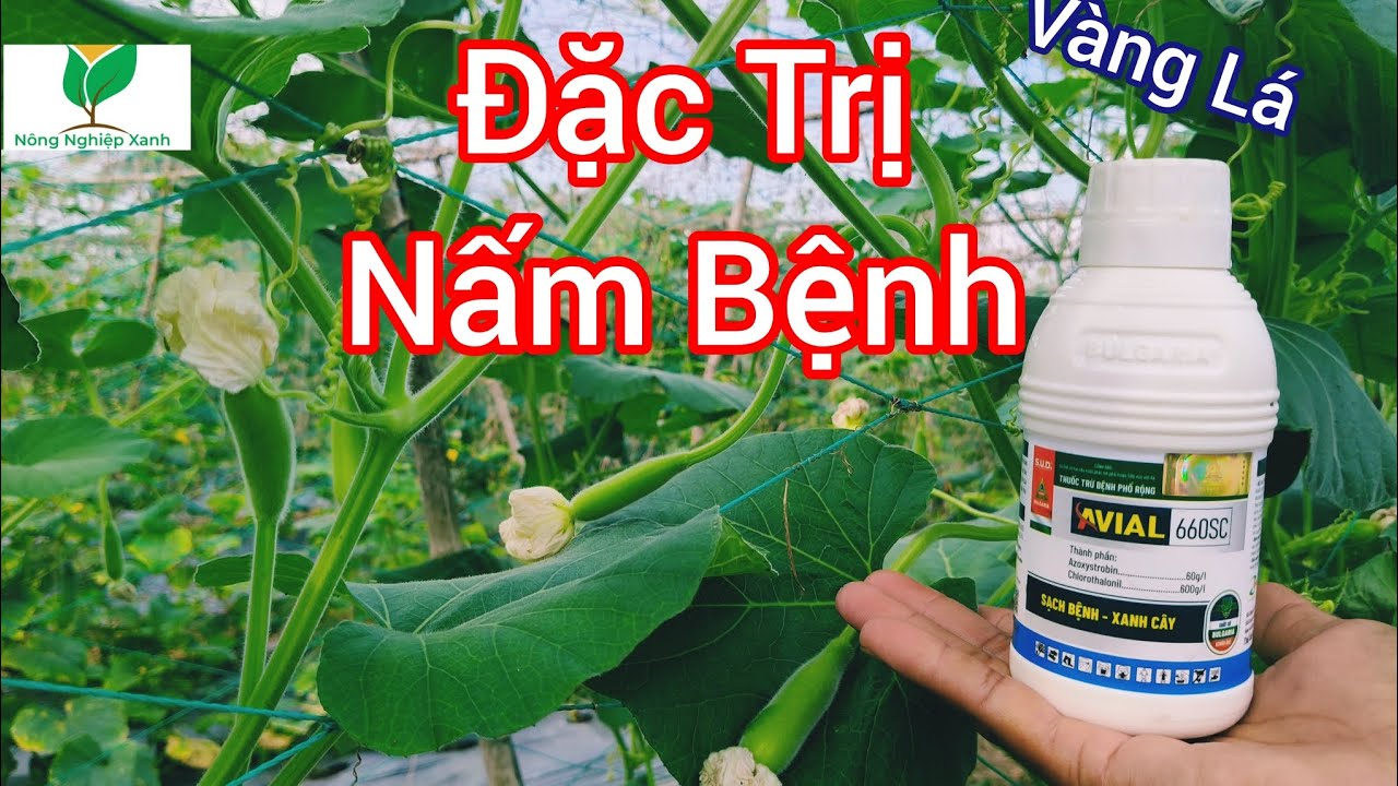 Hướng dẫn đặc Trị nấm bệnh tháng thứ sương mai vàng lá chân trên cây bầu #câybầu