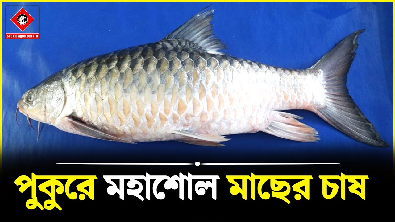 মহাশোল মাছ চাষ || Shakib Agro || সম্ভাবনাময়ী মহাশোল মাছের পোনা || পুকুরে মহাশোল মাছের চাষ_ Fish Farm