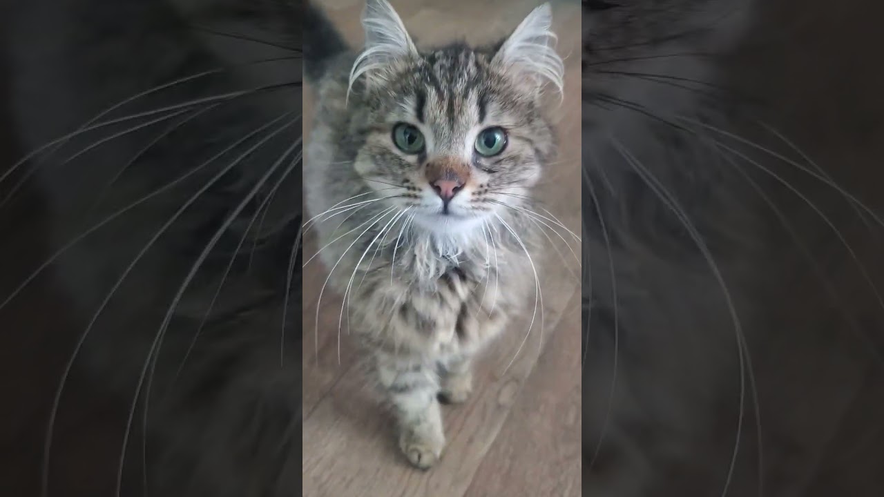 Розочка #cat собирается уезжать домой( она уехала в новый дом 9 05 2026 )