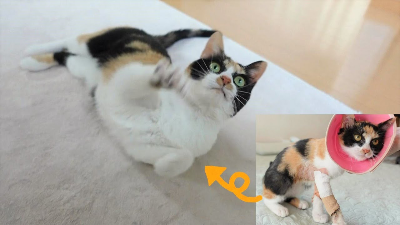 傷だらけで保護された子猫は今日で2歳になりました！ ＆ 【生後1日】歴代最小おちびーずの様子