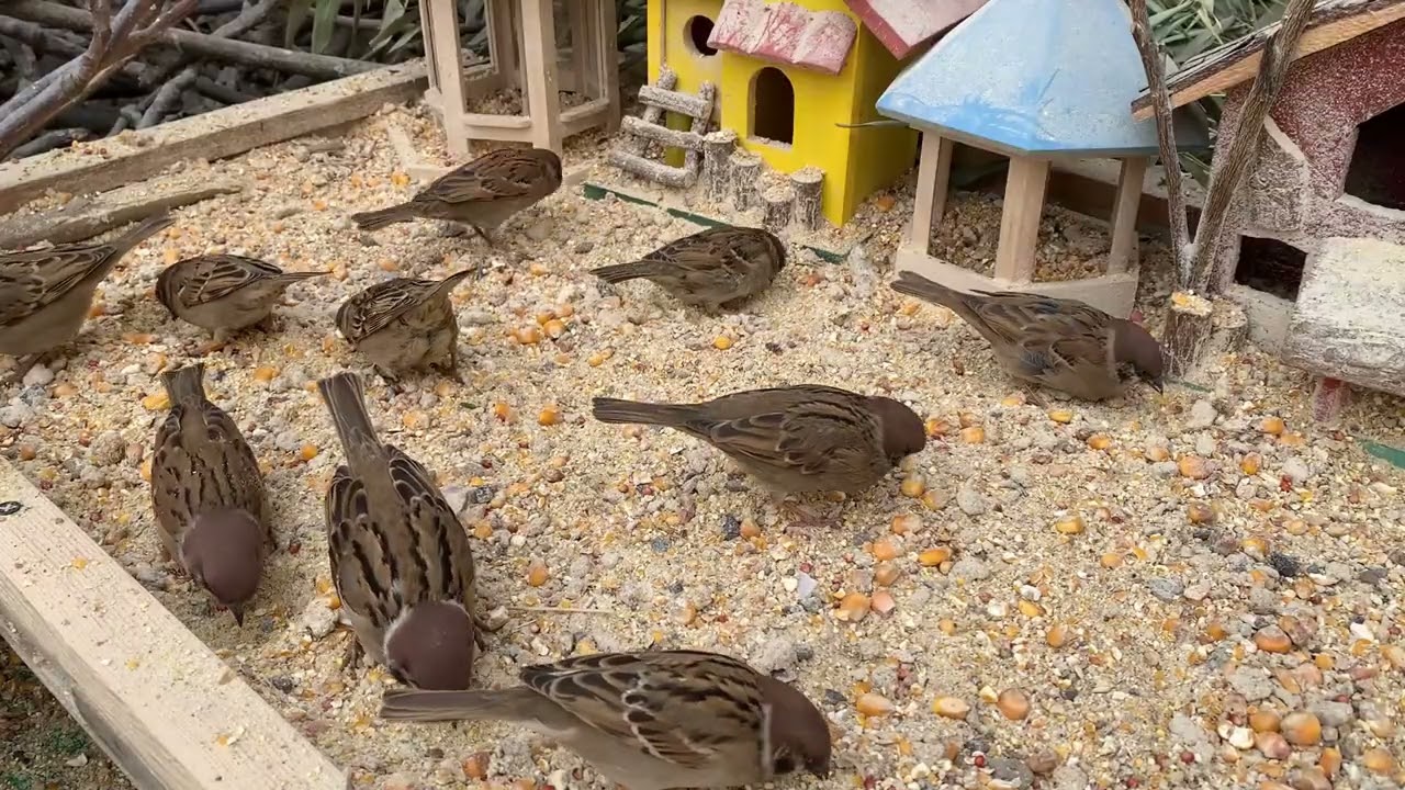A Handful of Rice, and the Sparrows Came 🐦 | Pure Nature Healing-P260212