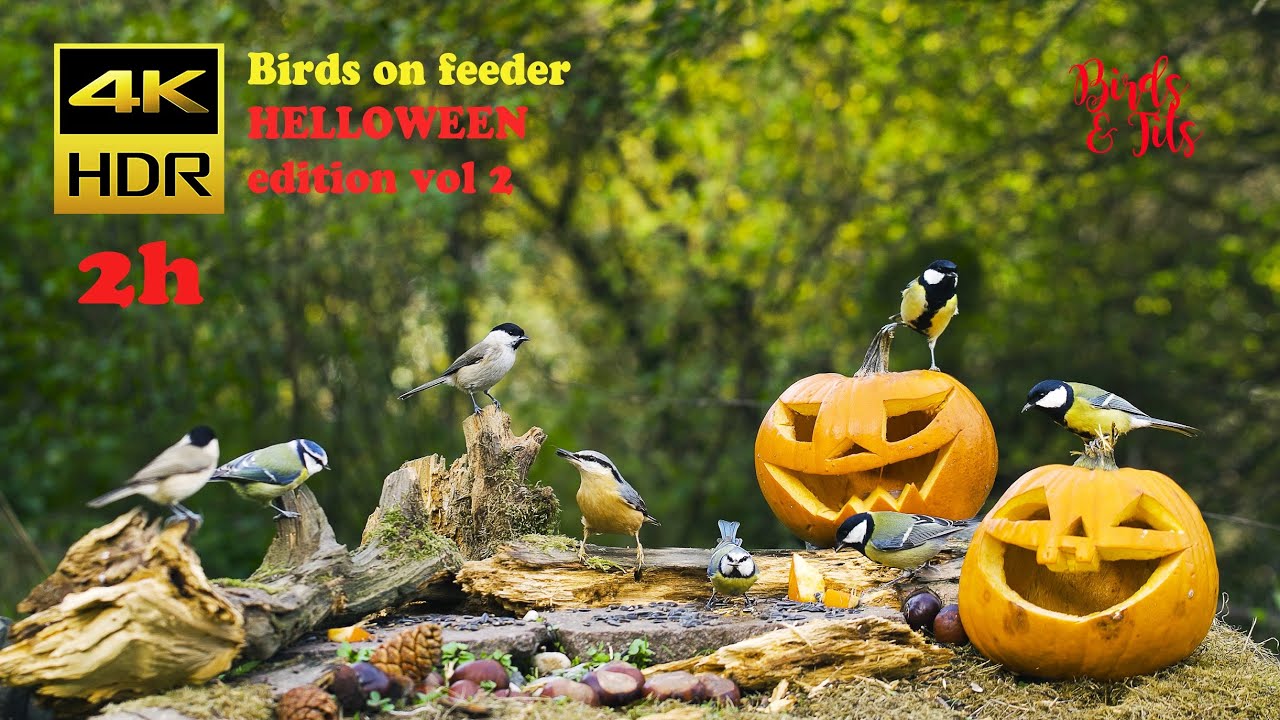 Birds & tits: Birds on feeder - Helloween edition vol2 - 4K HDR - CATs tv