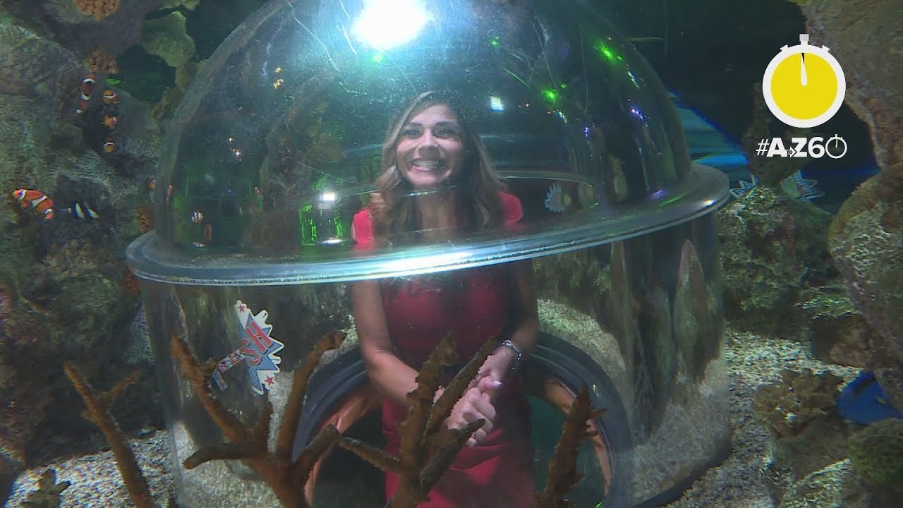 AtoZ60: It's spooky season at SEA LIFE Arizona Aquarium