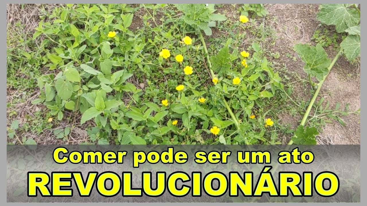 Reflexão acerca do que comemos