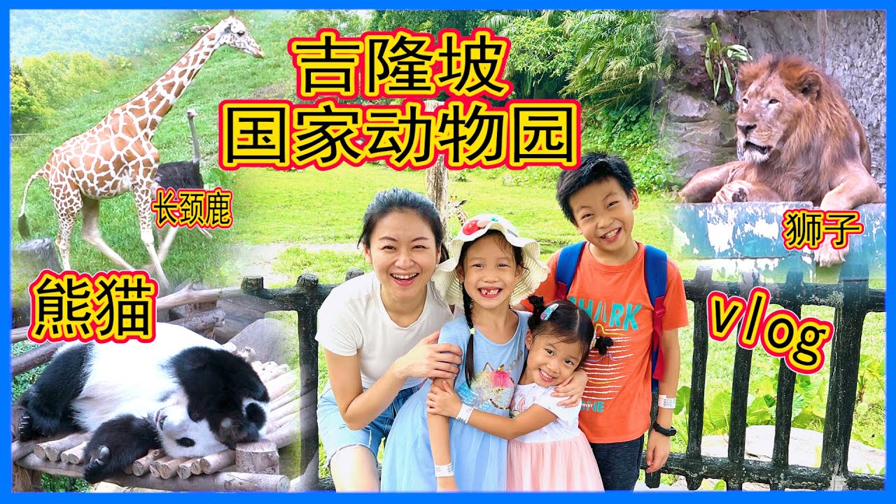 如如怕鱼？鱼鱼在动物园掉牙?! 😂吉隆坡国家动物园有熊猫！亲子vlog Zoo Negara Vlog Happy DoReMi