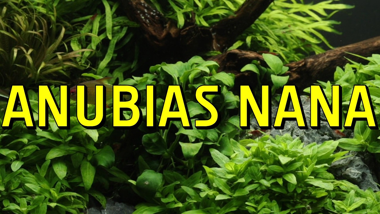 Anubias Nana Live Aquarium Plant Complete Guide