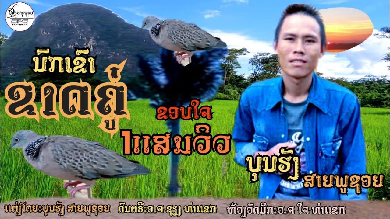 (ຕໍ່ນົກເຂົາ)ນົກເຂົ້າຂາດຄູ່ ບຸນຮັງ ສາຍພູຊອຍ/ต่อนกเขา/นกเขาขาดคู่ บุณฮัง สายภูชอย