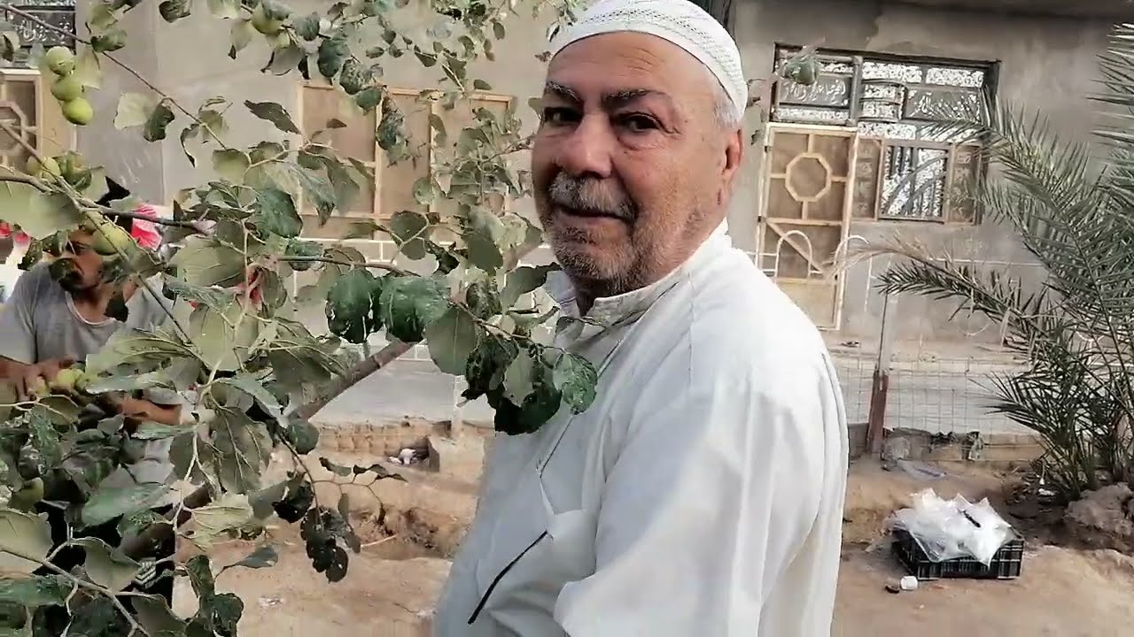 شجرة السدر نوع عرموطي تركيب السنه الماضيه