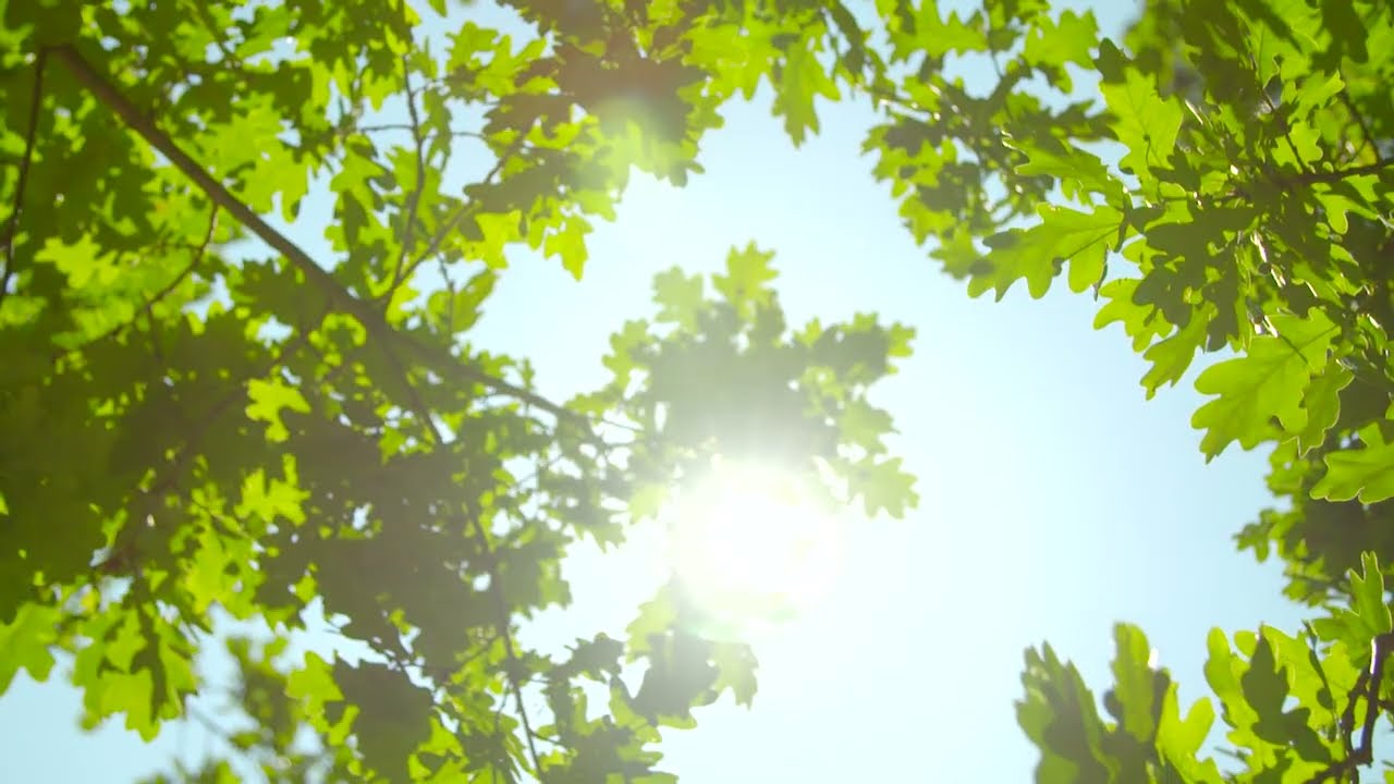 Sunlight Throw Oak Tree Leaves | 4K VIDEOS ULTRA HD
