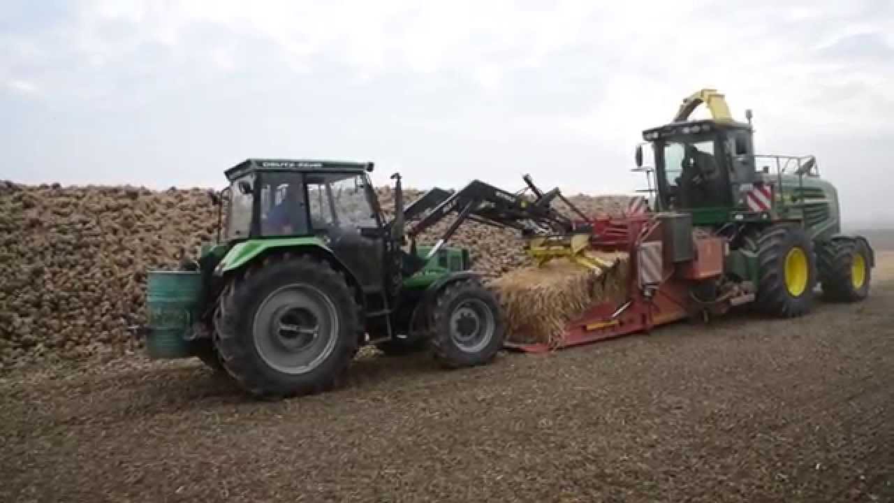 Schutz der Rüben vor Frost mit Stroh
