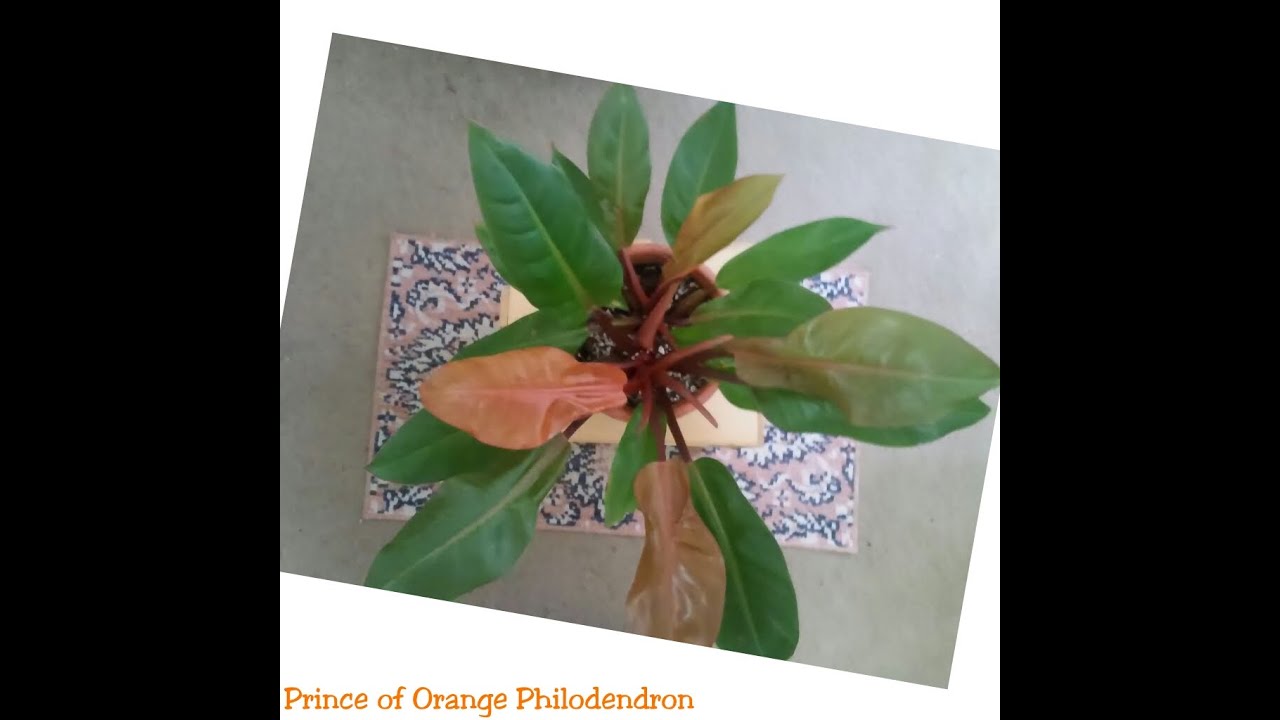 PRINCE OF ORANGE PHILODENDRON😍