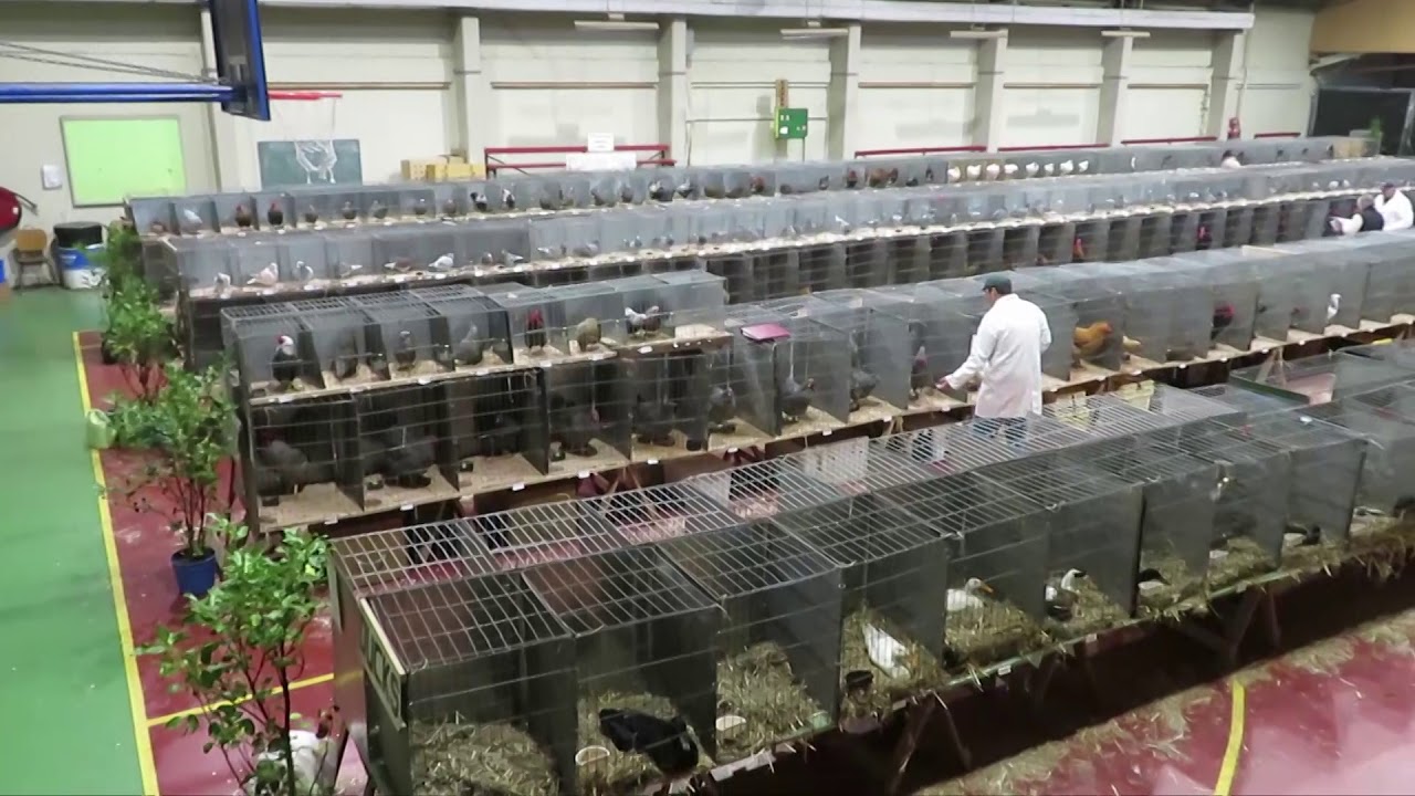 Ashburton poultry show attracts around 800 birds