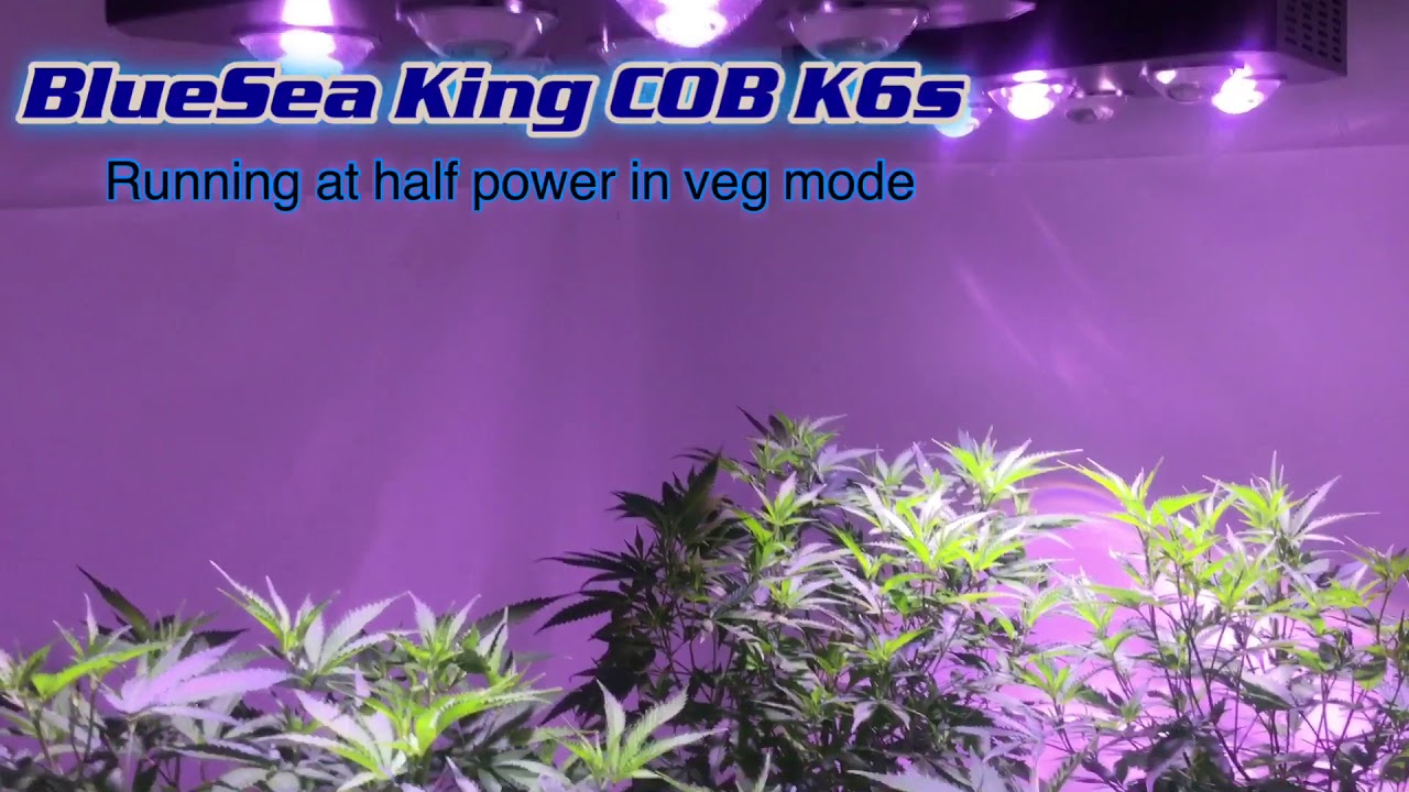 LED Grow with BlueSea King COBs near end of veg installing the S.C.R.O.G