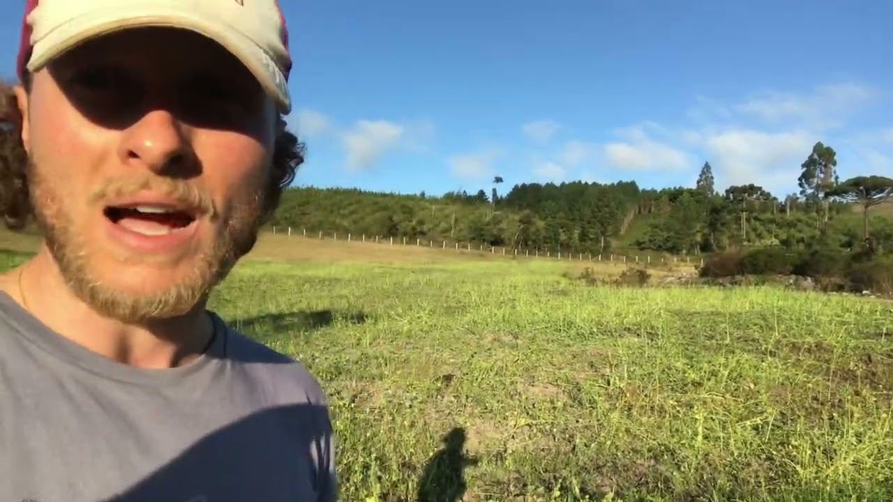 Vaca come Nabo Forrageiro?!
