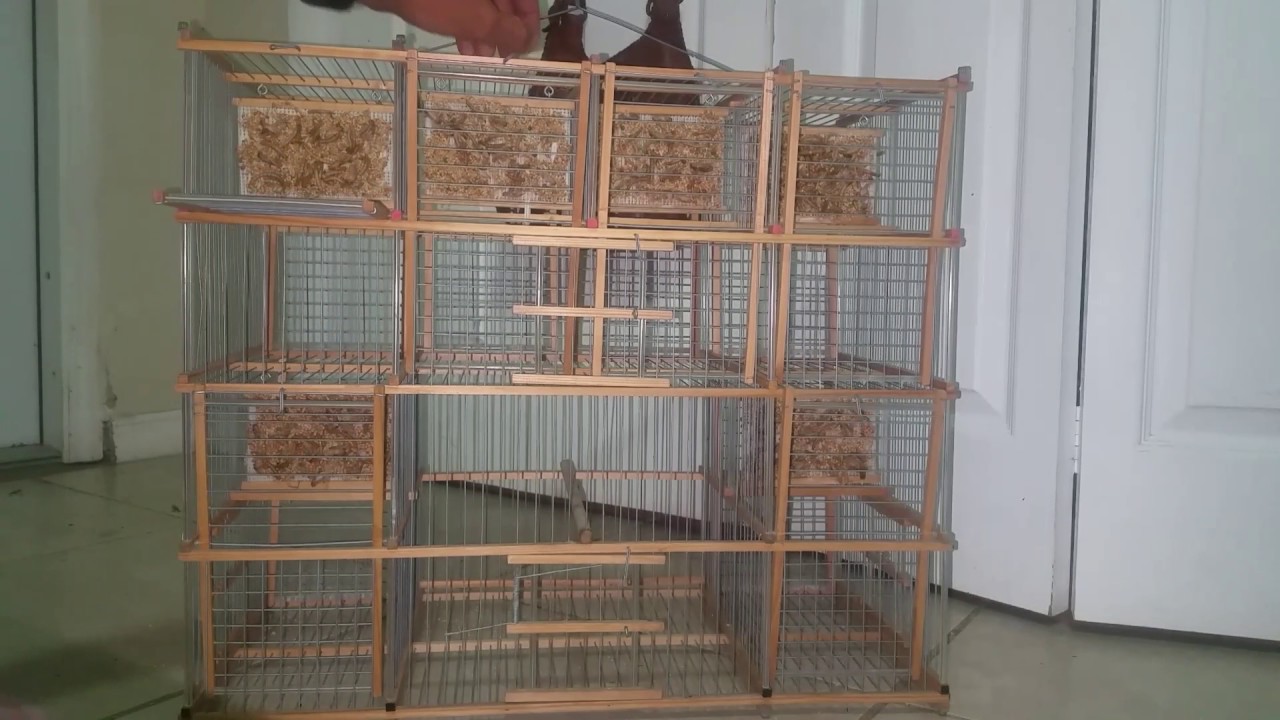 Bird cage 12 trap cuban