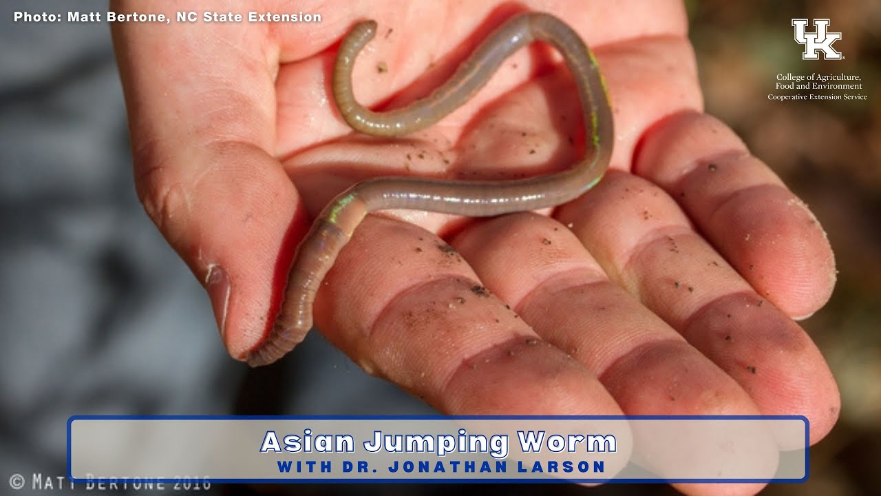 Spotted in Warren County! Asian Jumping Worm