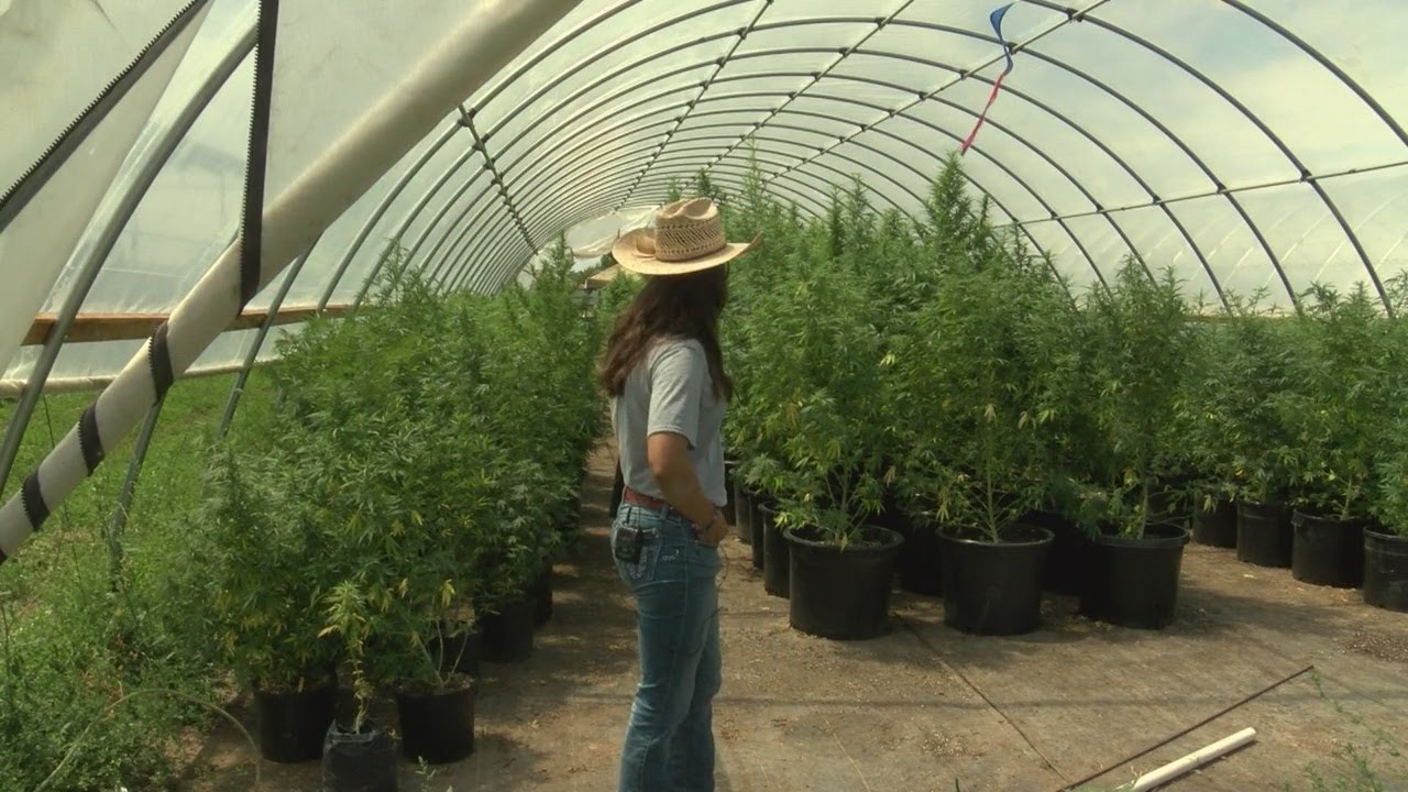Alfalfa, hemp farmer approved for medical marijuana grow operation