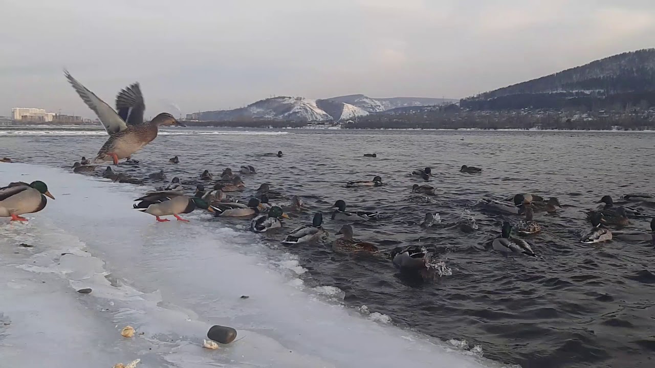 ЖИЗНЬ СОЛО. Введение
