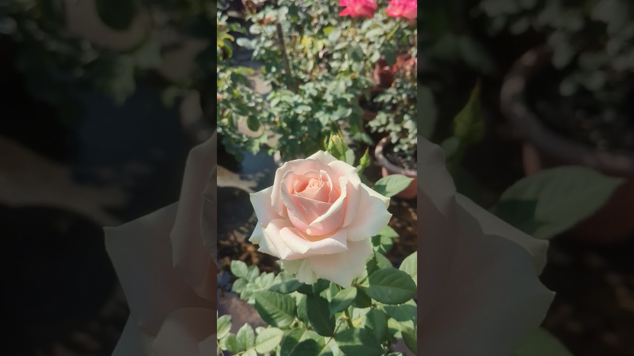 Sweet Avalanche Rose 🌹#shortsvideo #shorts #garden #rose #avalanche #nature
