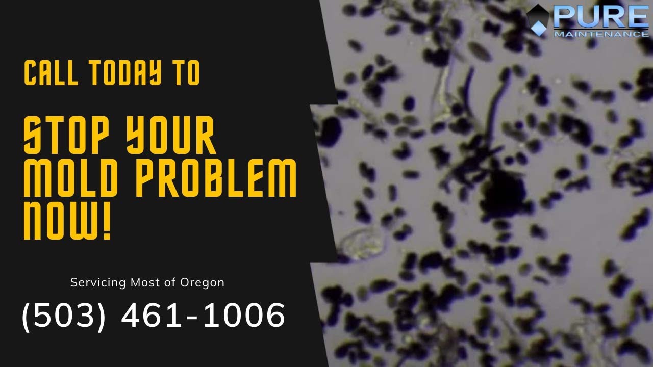 Mold Removal | The Pure Maintenance Process | (503) 461-1006