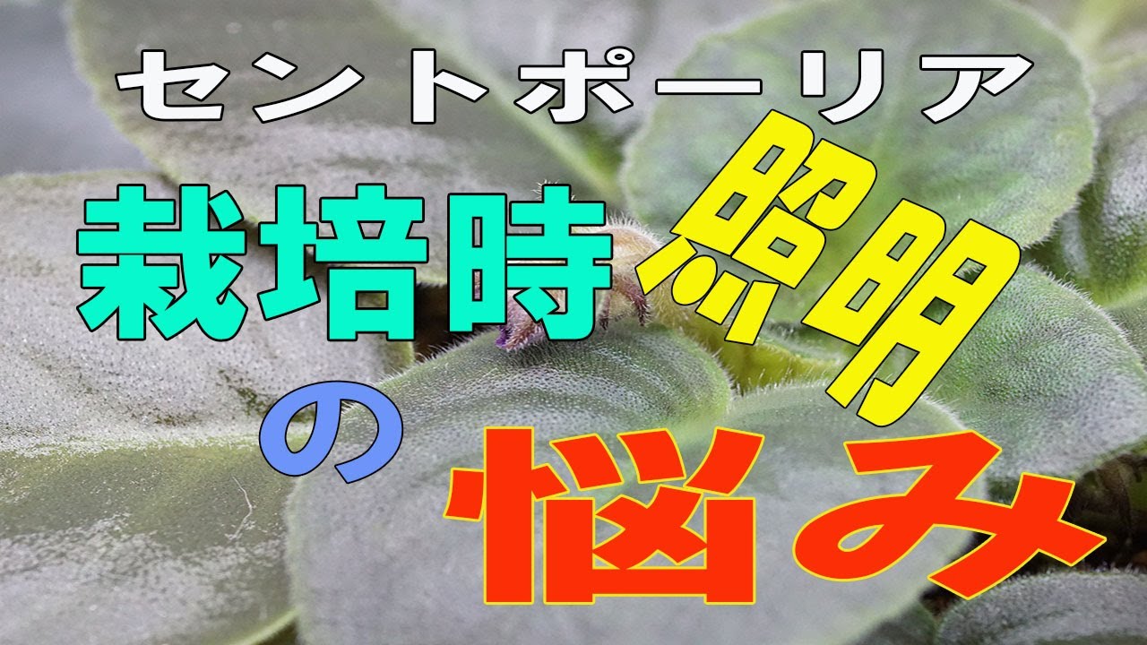 セントポーリア：栽培時の悩み（照明は足りているの？強過ぎなの？）