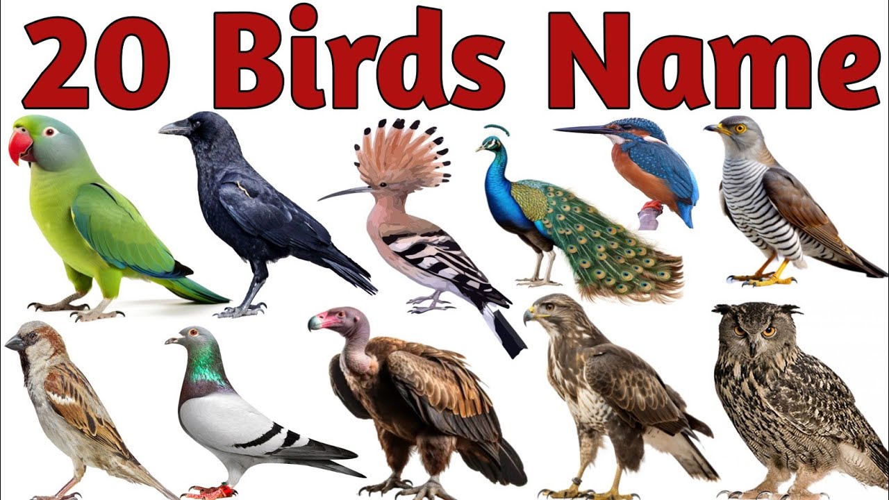 पक्षियों के नाम सीखें | 20 Birds Name in English with Pictures | Birds Name for Kids |Learning Video