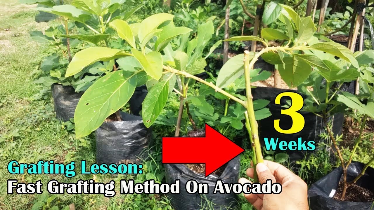 Grafting Lesson: Approach Grafting Method On Avocado Tree
