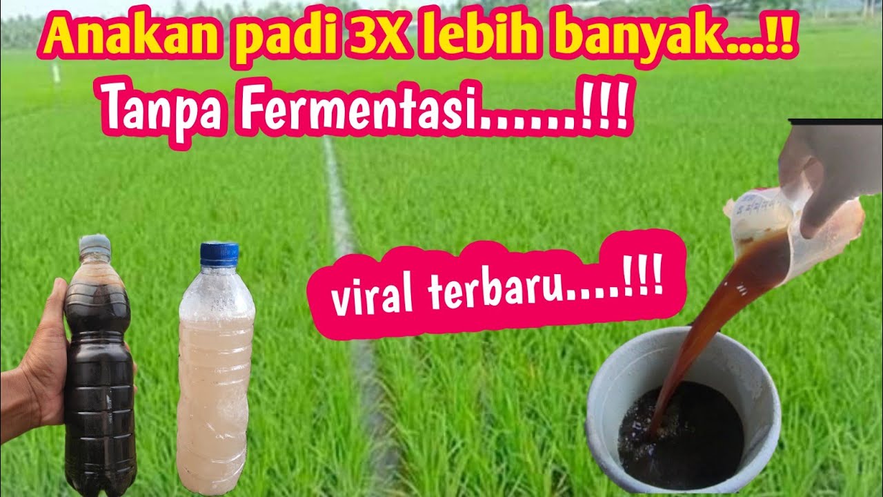Racikan Tanpa Fermentasi untuk anakan padi 3X lebih banyak