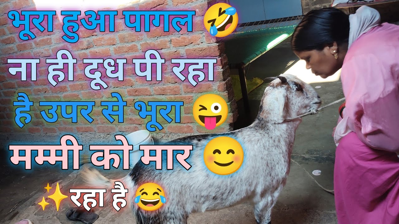 भूरा हुआ पागल नाही दूध पी रहा है उपर से ममी को मार रहा है।। 😜😂