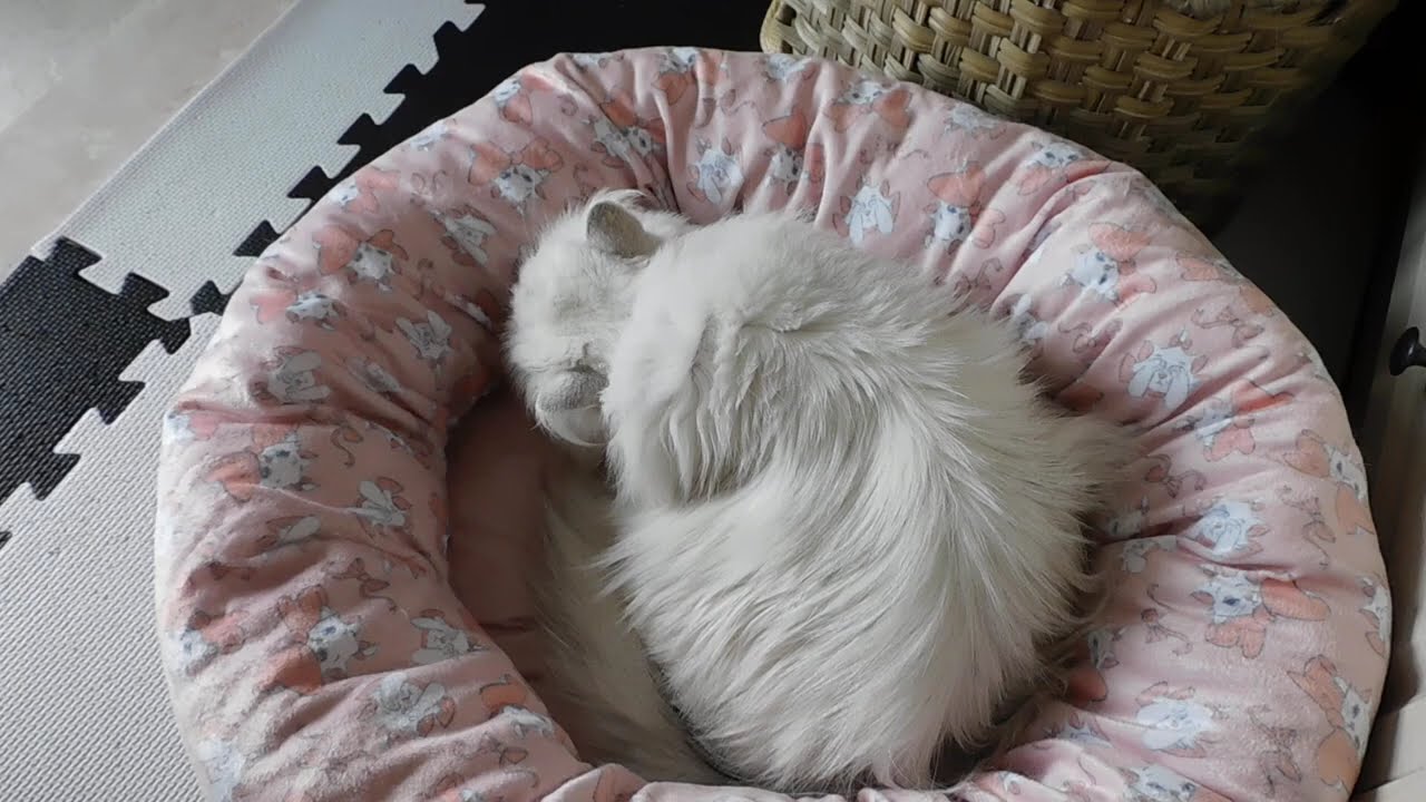 マリーのフミフミ