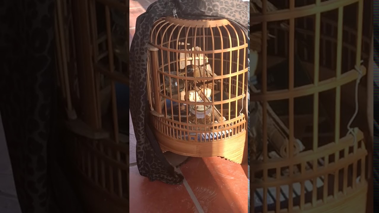 Phương pháp tắm cho mi bổi và cách chăm sóc vài ngày đầu mới về