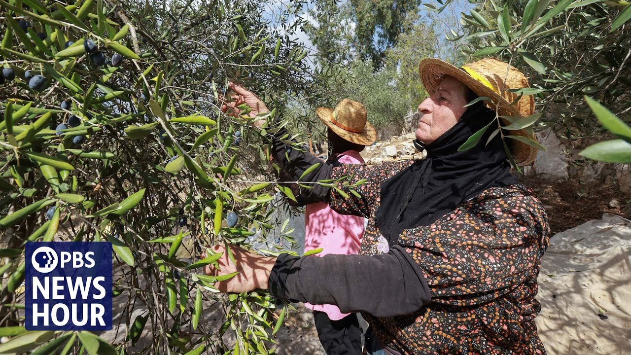 Lebanese farmers rush to salvage harvest as ceasefire with Israel fails to ensure safety
