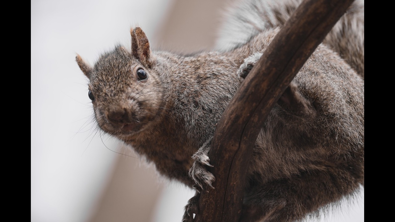 Boring Video: Offloading & Editing Squirrel Photos in Lightroom