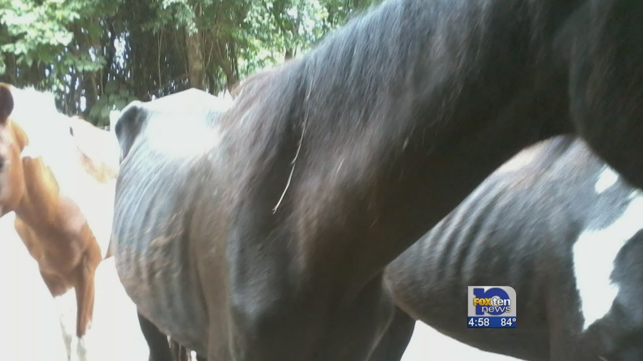 Horses found allegedly starving in Citronelle