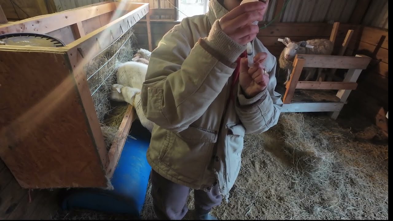 CDT for Sheep in 5 minutes