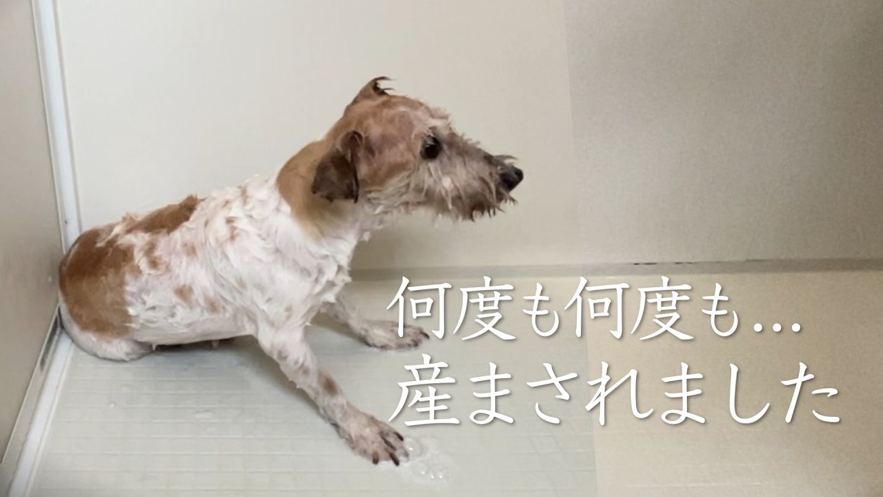 【保護犬】地獄のような環境にいた繁殖引退犬を保護しました