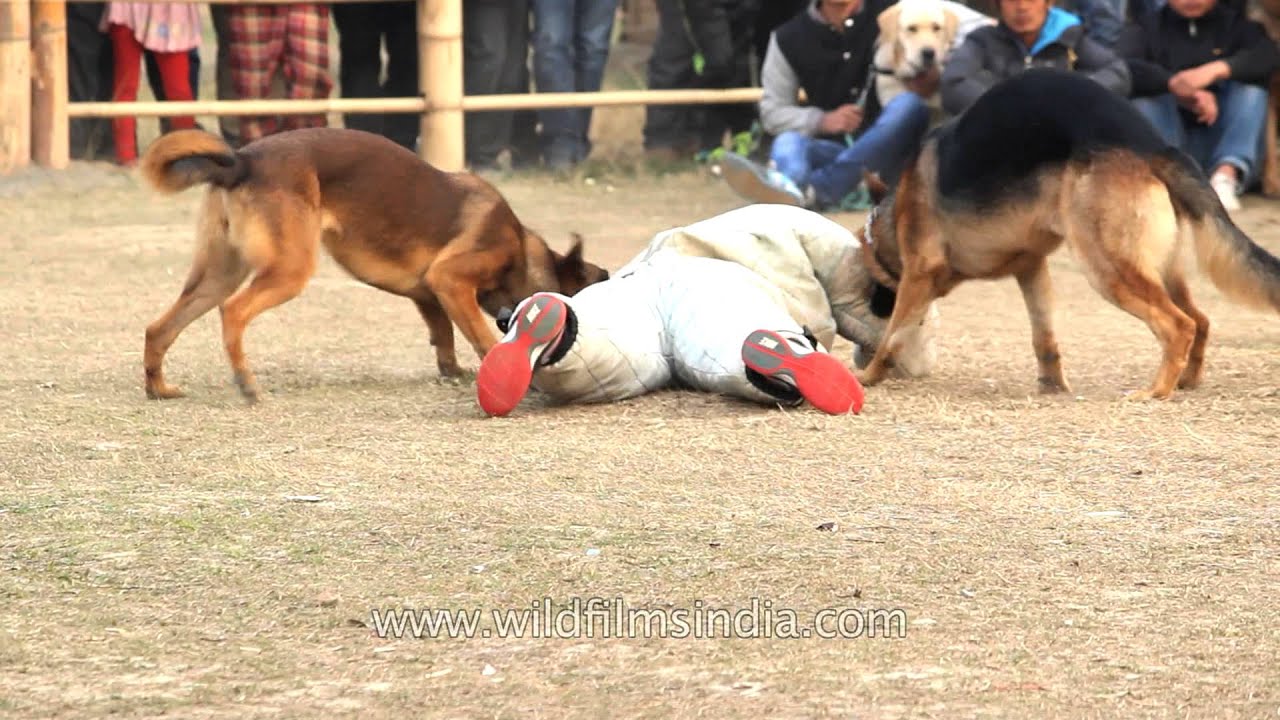 Highly-trained German Shepherds paraded at Manipur Dog Show