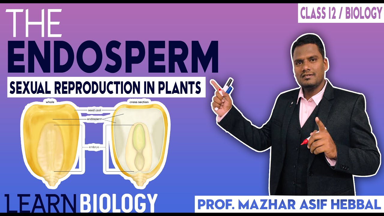 The Endosperm in detail. By- Prof. Mazhar Asif Hebbal