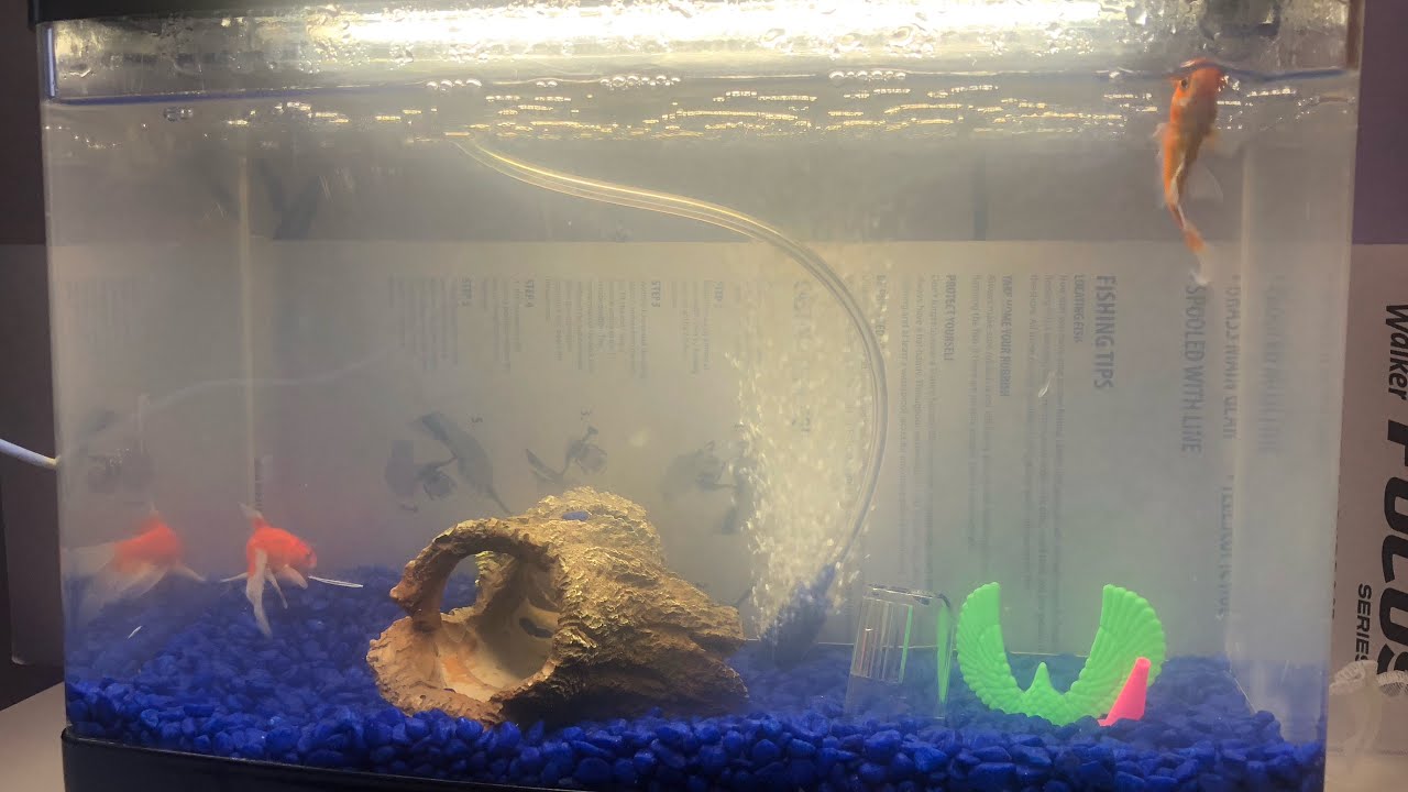  Two little curious fishes ￼￼( stop motion) made by:shajan. Thiruganasampanthar Edited by : shajan.￼