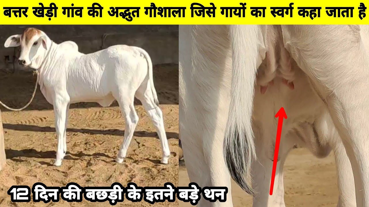 बत्तर खेड़ी गौशाला मे 20 किलो दूध की हरियाणा गायों के परिवार की 4 पीढ़ियाँ👍 #Most_Beautiful_Gaushala
