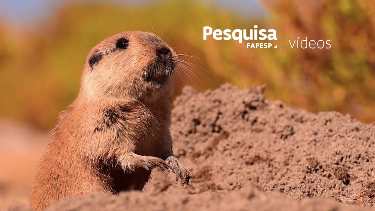 Cronobiologia: ritmos e ciclos