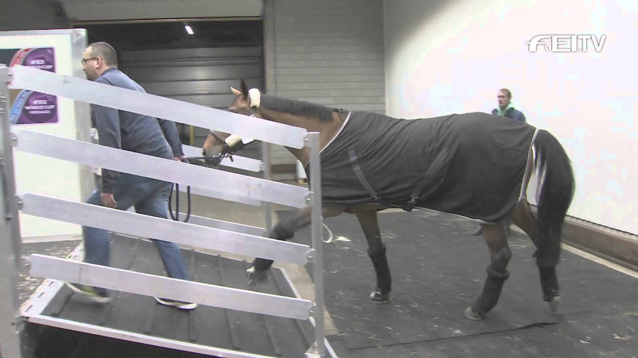 "We Give Horses Wings” – Vegas horse party takes to the air
