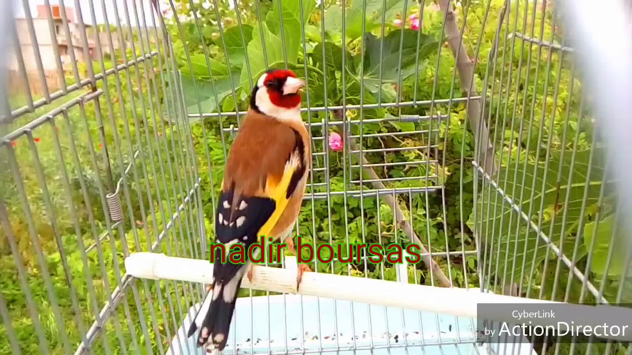 اسمع صوت الحسون البري2018